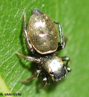 Heliophanus auratus